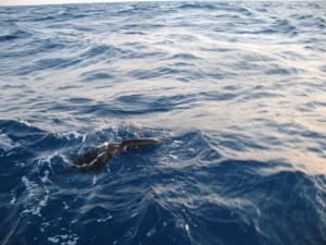Sailfish just prior to release